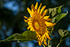 thumbnail for Sunflower