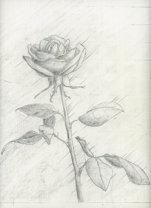 Study for Rose Etching
