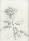 Study for Rose Etching