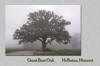 thumbnail for Giant Burr Oak